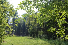 Stadtpark_Naturwiese