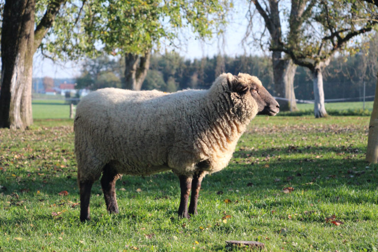 Schaf sonnt sich