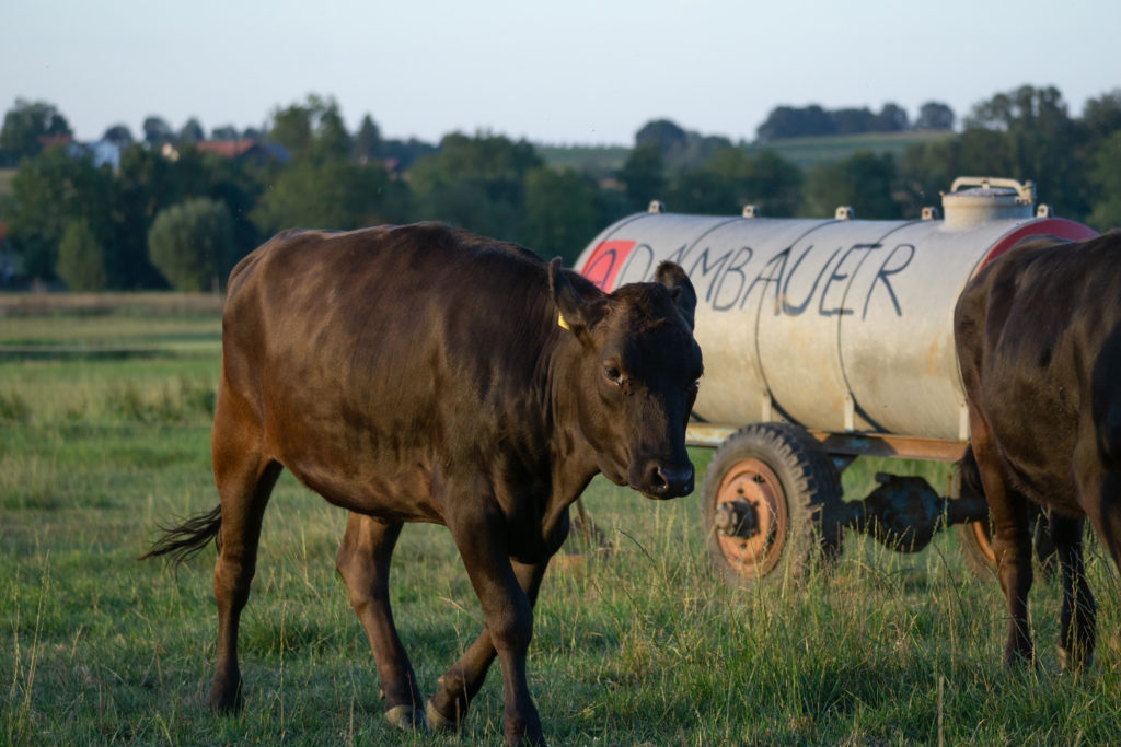 Gast auf dem Land